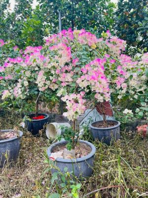 Hoa Giấy Sakura